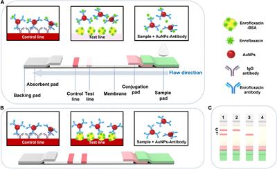 A highly sensitive lateral flow immunoassay for the rapid and on-site detection of enrofloxacin in milk